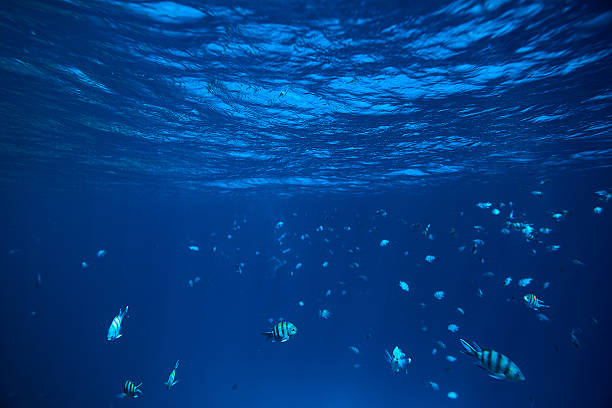 istock underwater tropical fishes 539027086