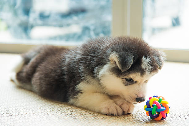 istock Siberian husky puppy 539027116