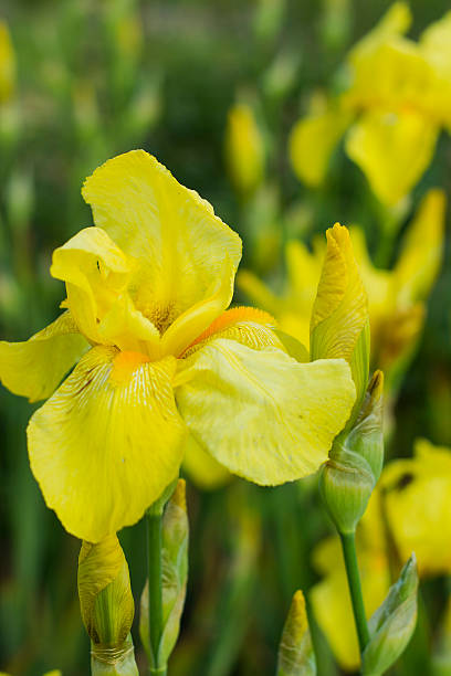 istock Iris flower with yellow petals 539027786