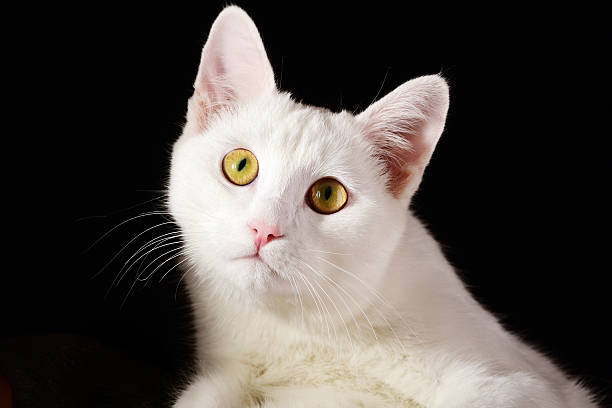 istock Pure white cat isolated on black background 539028330