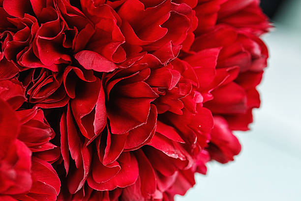 istock Close-up of a peonies 539028622