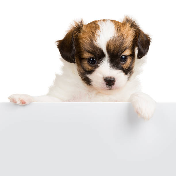 istock Cute little puppy Papillon leans on blank banner 539040187