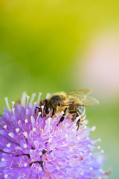 Bee sucking nectar from scabiosa flower Bee sucking nectar from scabiosa flower on a sunny spring day vibrant color lifestyles vertical close up stock pictures, royalty-free photos & images