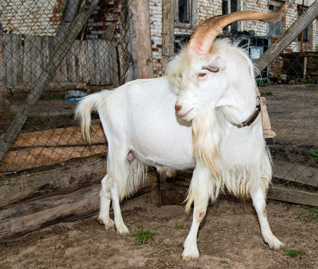 He-goat is on the farm.