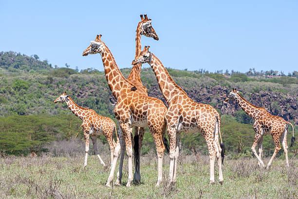 istock Giraffes herd in savannah 539041691