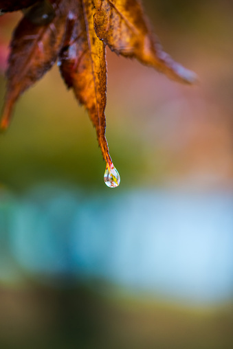 Raindrop falling from a leaf.