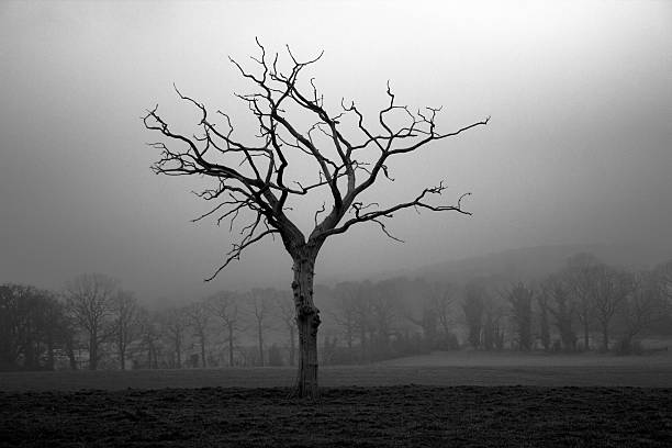 arbre mort en noir et blanc - white black tree fog photos et images de collection