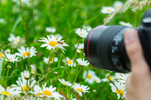 Macro photographer photographing bee sucking nectar from daisy flower in spring meadow