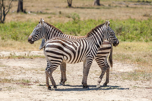 istock Zebras in the grasslands 539042981