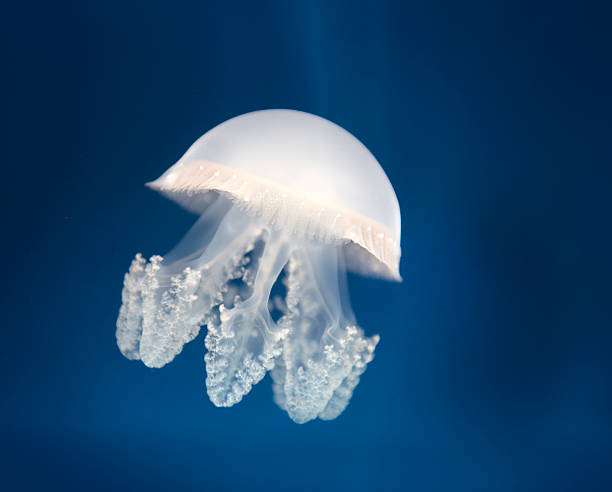 medusa - white spotted jellyfish fotos fotografías e imágenes de stock