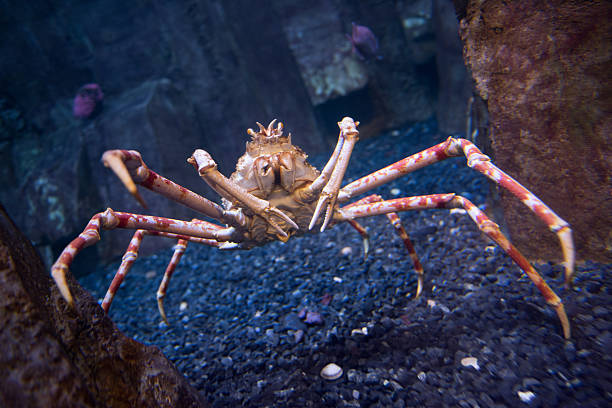 Giant Spider Crab stock photo