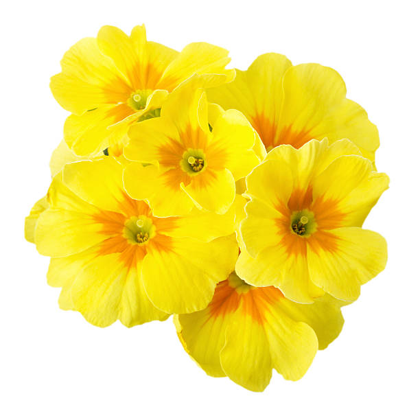 istock yellow primrose isolated on white background 539055535