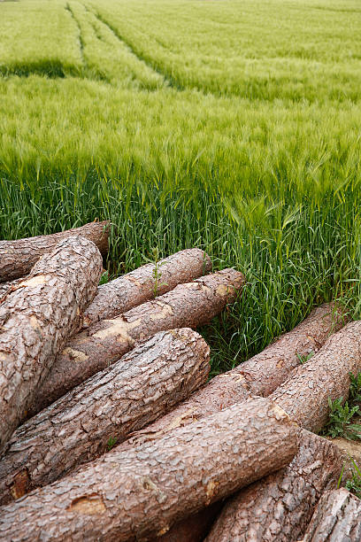 troncos de árvore deitado em um campo - material variation timber stacking - fotografias e filmes do acervo