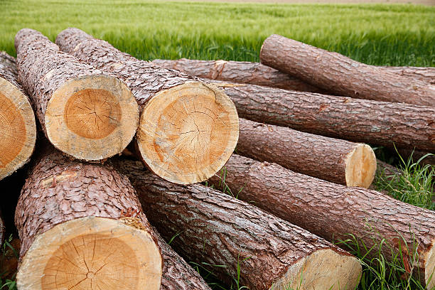 troncos de árvore - material variation timber stacking - fotografias e filmes do acervo