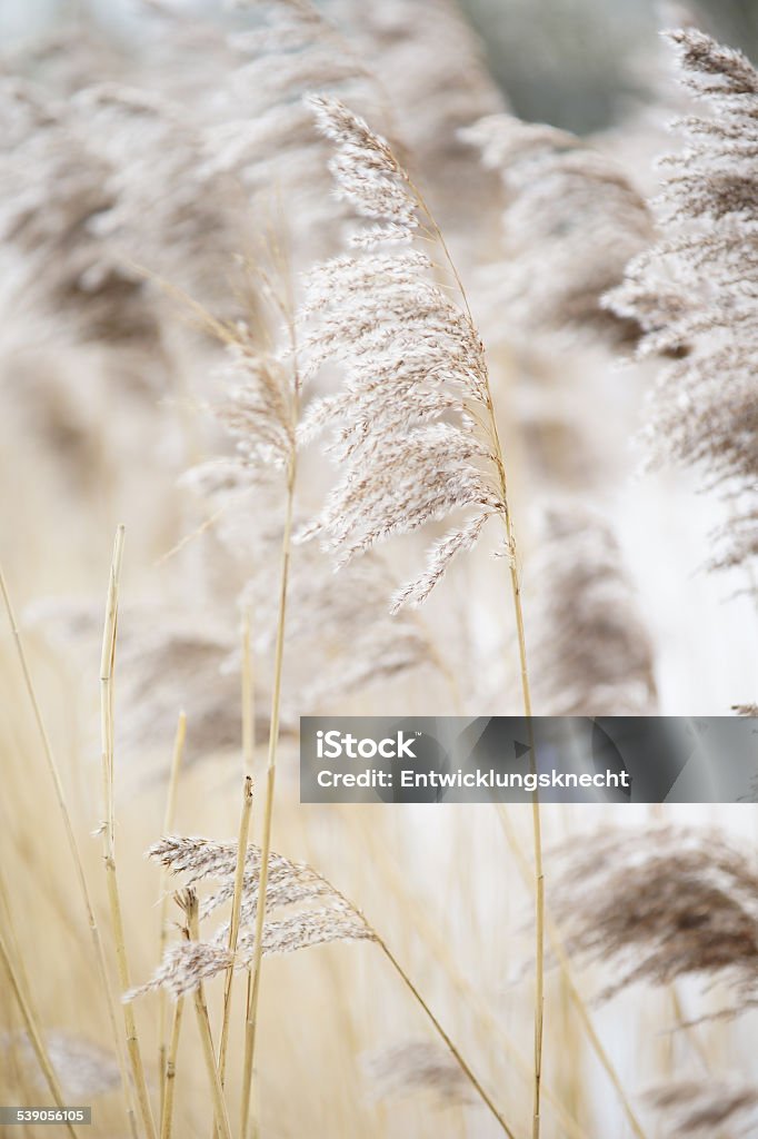 Ornamental grass in soft colors Reeds or ornamental grass ingested in a nature reserve at a pond. Marram Grass Stock Photo