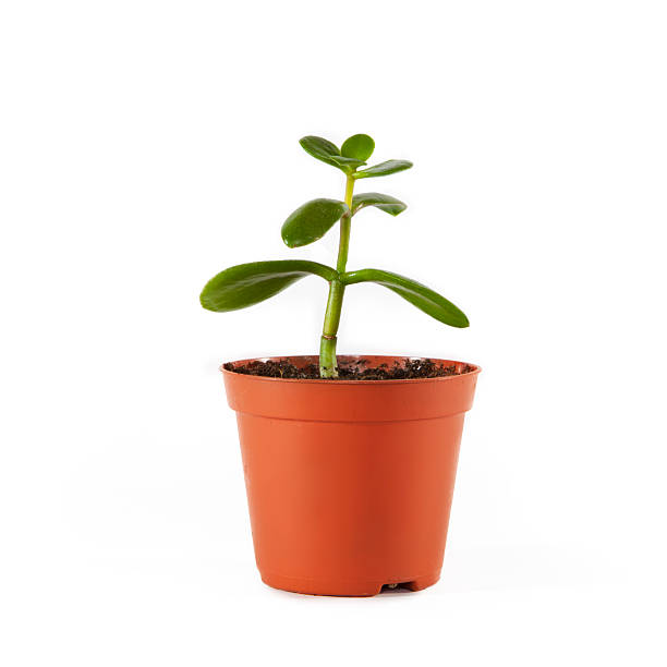 istock Small plant in pot 539056223