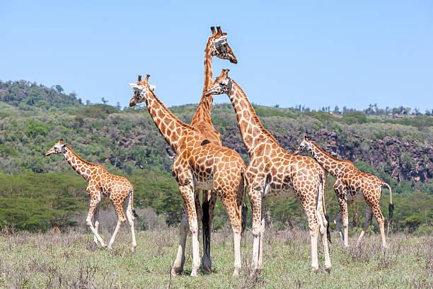 istock Giraffes herd in savannah 539056233