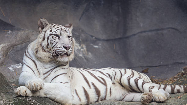 istock White Bengal Tiger lay down on the cliff 539056463
