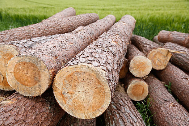 troncos de árvore - material variation timber stacking - fotografias e filmes do acervo