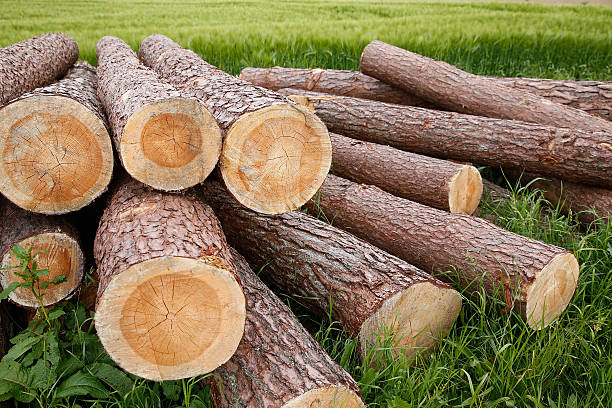 ツリー trunks - material variation timber stacking ストックフォトと画像