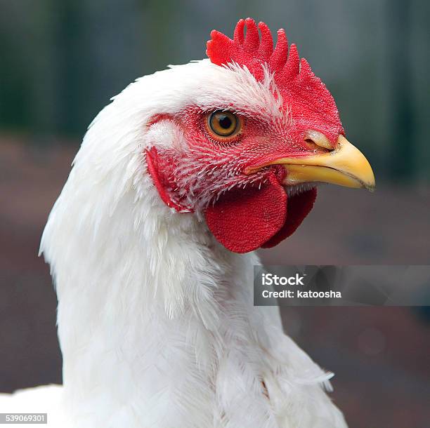 Head Of Young White Rooster Closeup Stockfoto en meer beelden van Kip - Vogelsoort - Kip - Vogelsoort, 2015, Biologisch
