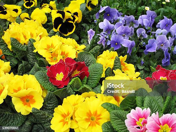 Bunte Primel Stockfoto und mehr Bilder von Gartenprimel - Gartenprimel, Stiefmütterchen, 2015