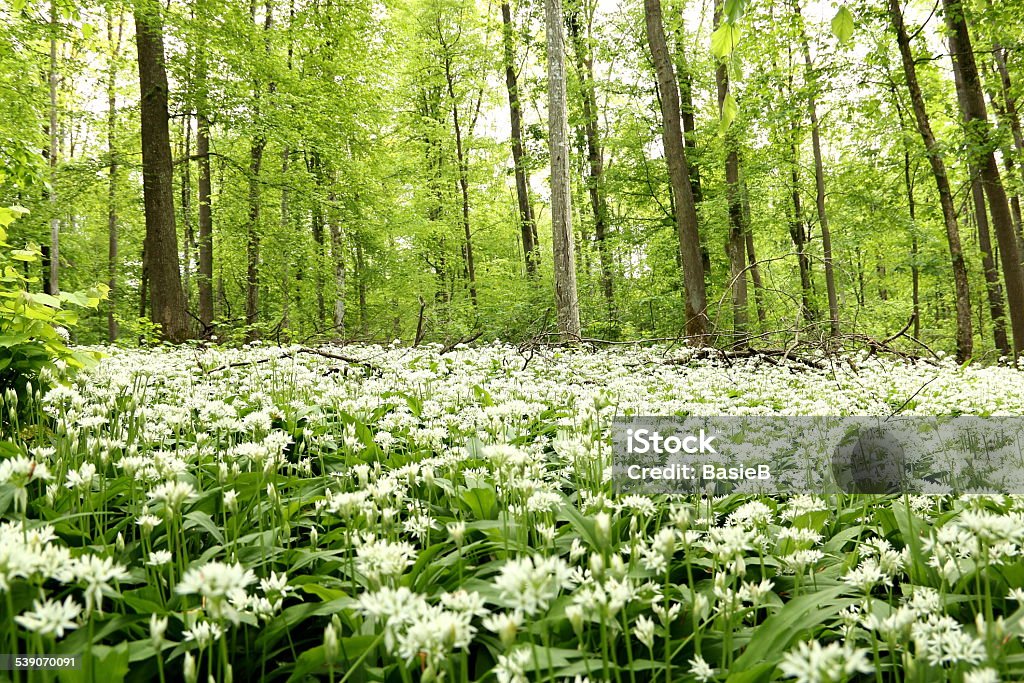 Blühende wilden Knoblauch im Wald - Lizenzfrei 2015 Stock-Foto