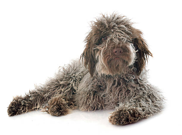 Puppy Lagotto Romagnolo puppy Lagotto Romagnolo in front of white background lagotto romagnolo stock pictures, royalty-free photos & images