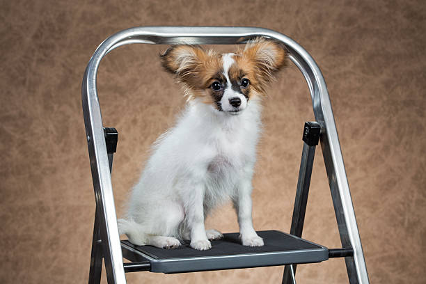 istock Papillon puppy sitting on a stepladder 539070483