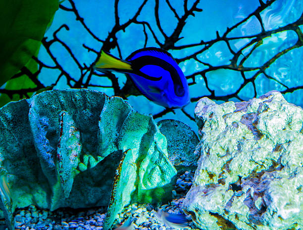 Surgeonfish Blue Acanthuridae stock photo