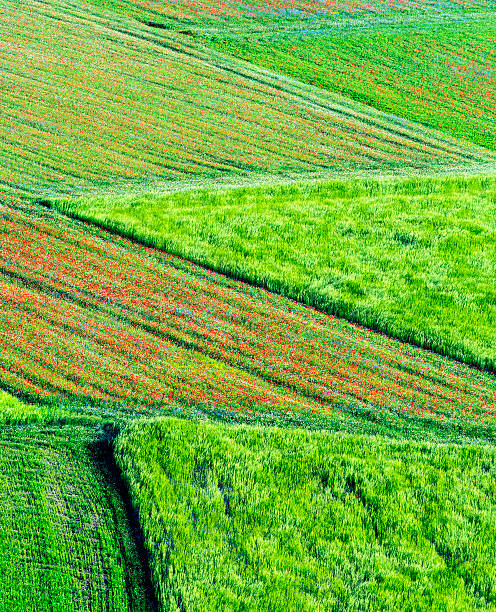 istock Piano Grande di Castelluccio (Italy) 539071345