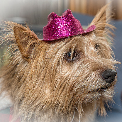 Norwich Terrier Wearing Pink Hat