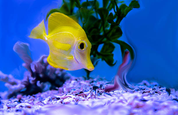 Surgeonfish Lemon Acanthuridae stock photo