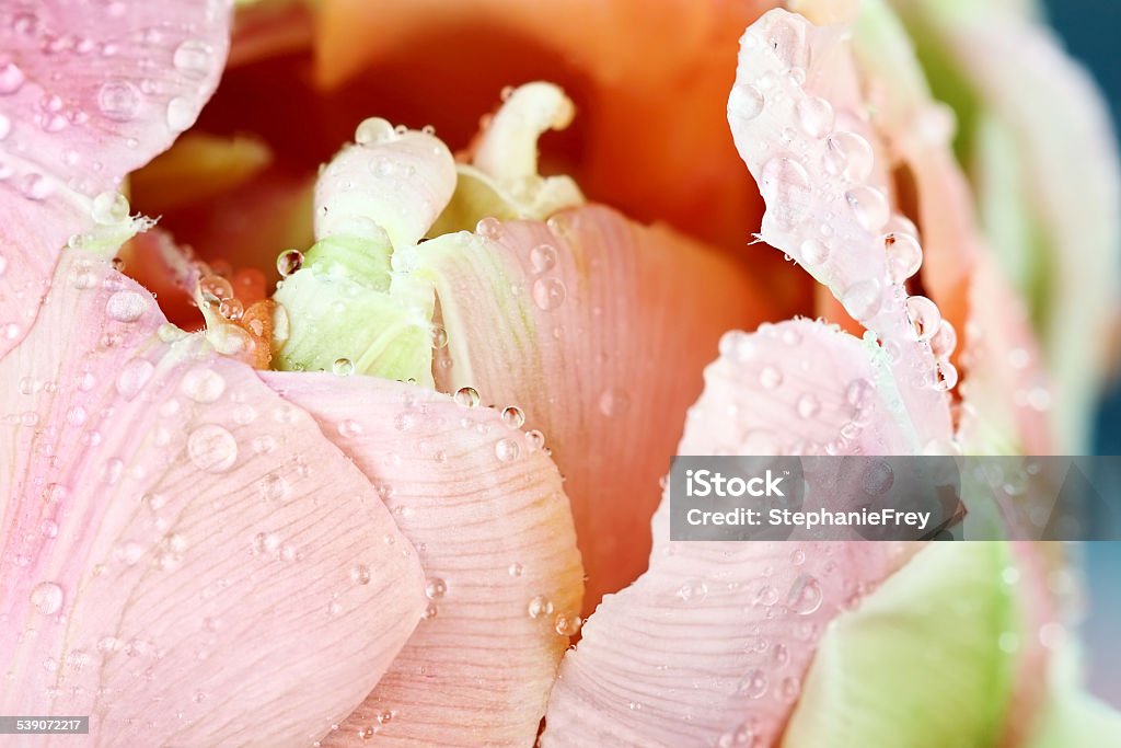 Center of a Pink Angelique Tulip Center of a pink Angelique tulip macro abstract with water droplets on the petals. Extreme shallow depth of field. 2015 Stock Photo