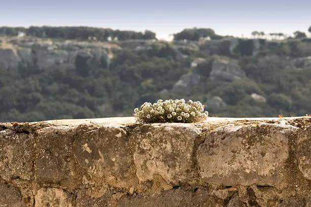 flower on a monastery wall