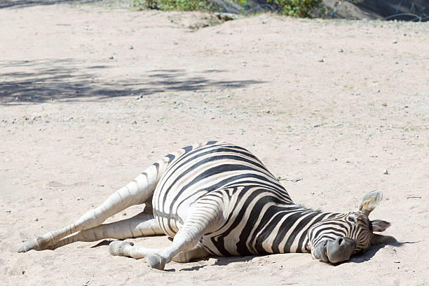 African Zebra lay down on the ground