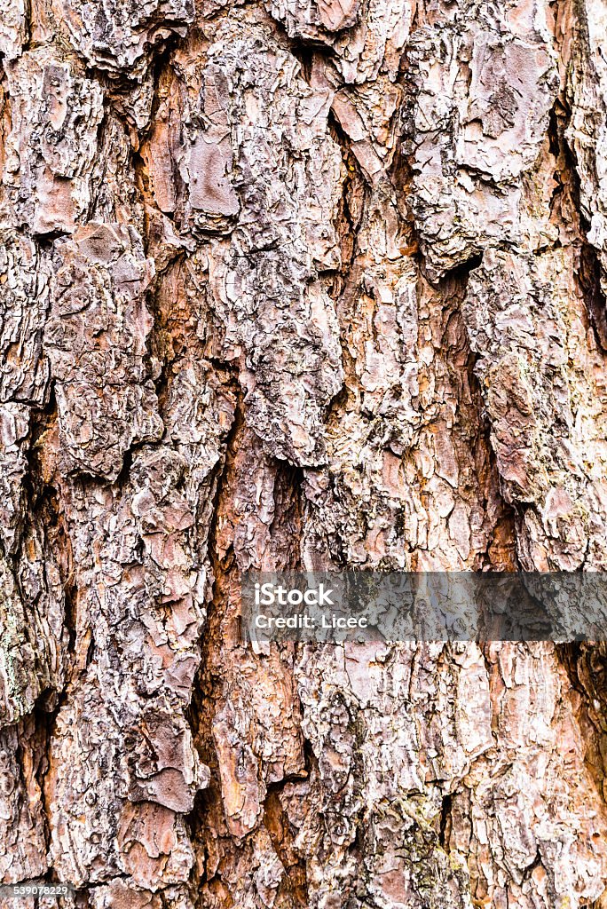 Pine Bark A detailed vertical image of a pine bark. 2015 Stock Photo