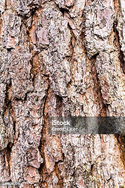 Pine Bark Stock Photo - Download Image Now - 2015, Backgrounds, Environment