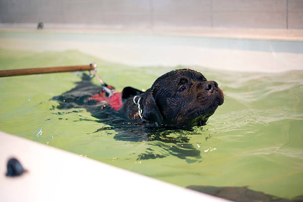 犬のタラソセラピー - 水治療 ストックフォトと画像