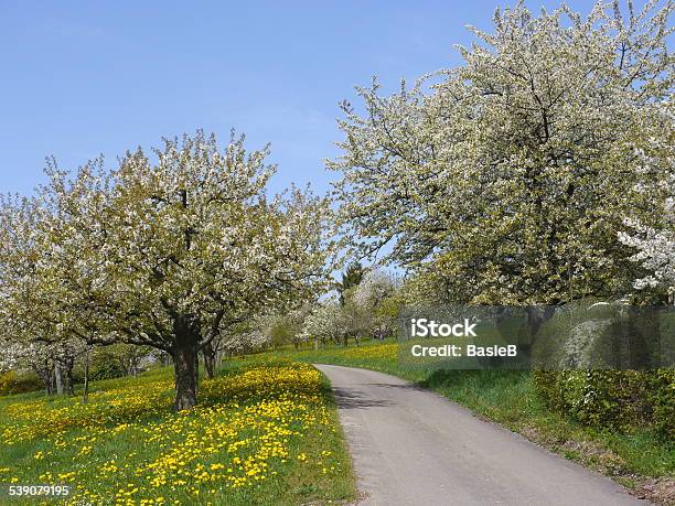 Blühende Kirschbäume Stockfoto und mehr Bilder von 2015 - 2015, Baum, Baumblüte