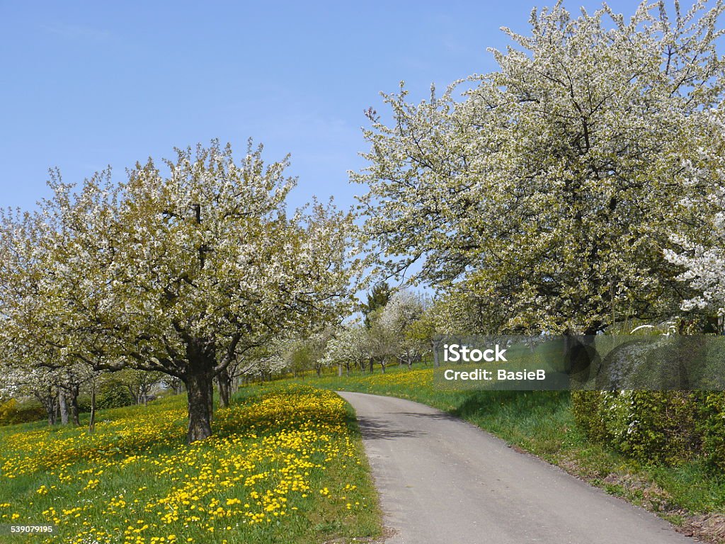 Blooming cherry trees Blooming cherry trees in spring 2015 Stock Photo