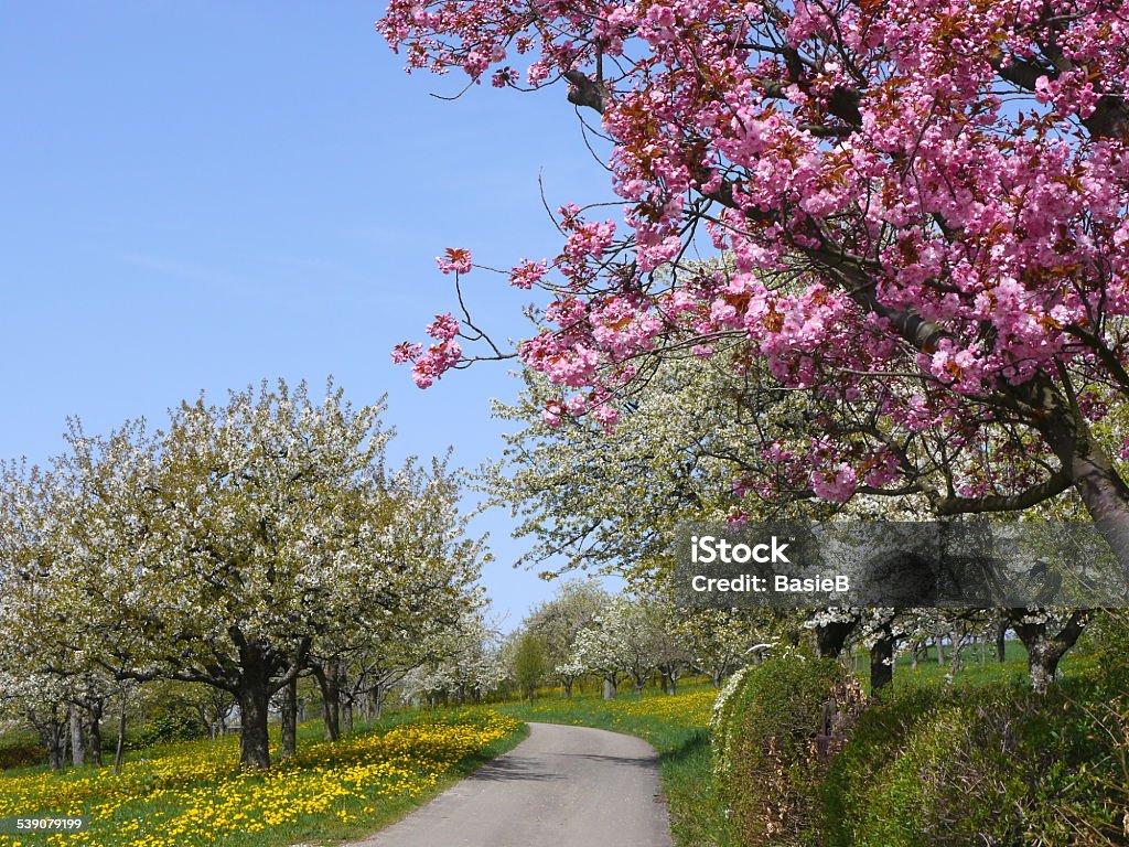 Blühende Kirschbäume - Lizenzfrei 2015 Stock-Foto