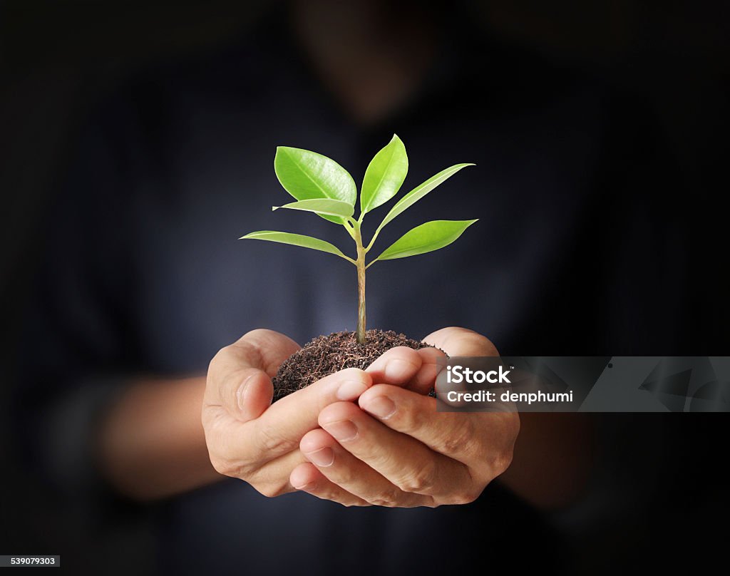 Holding green plant in hand Man holding green plant in hand 2015 Stock Photo