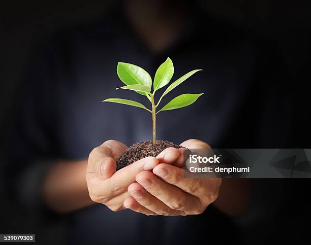 Holding Green Plant In Hand Stock Photo - Download Image Now - 2015, Green Color, Growth