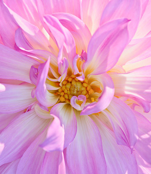 istock dahlia blossom center 539079359