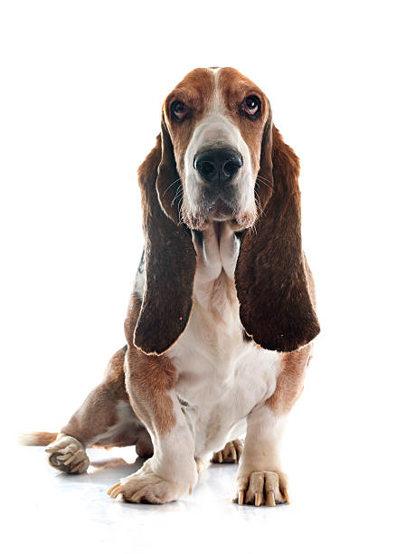 basset hound basset hound in front of white background bloodhound stock pictures, royalty-free photos & images