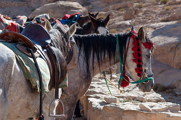 istock Horses of Petra 539079945