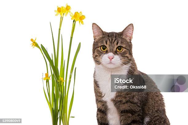 Grey Domestic Cat And Daffodils Stock Photo - Download Image Now - 2015, Allergy, Animal