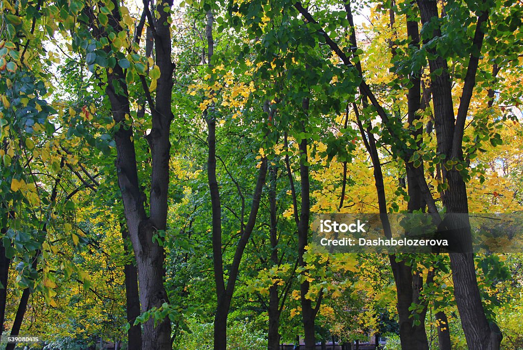 Autumn trees in the Park Beauty yellow and green autumn trees in park 2015 Stock Photo