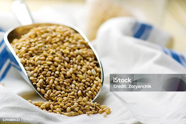 Barley Groats In A Metal Shovel Stock Photo - Download Image Now - 2015, Barley, Brown